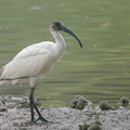 Black-headed Ibis-221101-158MSDCF-FYP00790-W.jpg