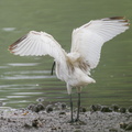 Black-headed_Ibis-221101-158MSDCF-FYP01443-W.jpg