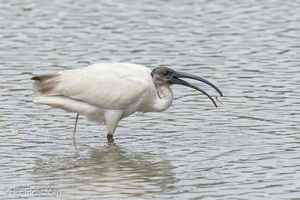 Black-headed Ibis-221102-158MSDCF-FYP02974-W.jpg