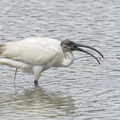Black-headed_Ibis-221102-158MSDCF-FYP02974-W.jpg