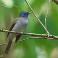 Black-naped_Monarch-190908-119ND500-FYP_8935-W.jpg