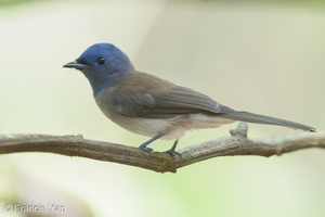 Black-naped Monarch-190908-119ND500-FYP_9021-W.jpg