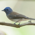 Black-naped Monarch-190908-119ND500-FYP_9021-W.jpg