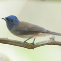 Black-naped Monarch-190908-119ND500-FYP_9050-W.jpg