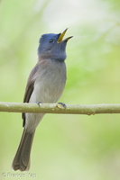 Black-naped Monarch-190908-119ND500-FYP_9260-W.jpg