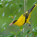 Black-naped Oriole-181127-114ND500-FYP_1570-W.jpg