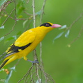 Black-naped_Oriole-181127-114ND500-FYP_1590-W.jpg