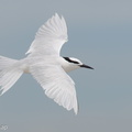 Black-naped Tern-160522-100EOS1D-F1X27556-W.jpg