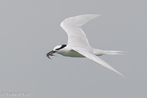 Black-naped Tern-160522-100EOS1D-F1X28925-W.jpg
