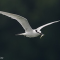 Black-naped Tern-160522-100EOS1D-F1X29050-W.jpg