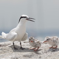 Black-naped_Tern-160522-101EOS1D-F1X20813-W.jpg