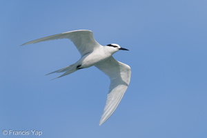 Black-naped Tern-210502-109MSDCF-FRY04366-W.jpg