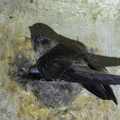 Black-nest Swiftlet-140422-115EOS1D-FY1X6806-W.jpg