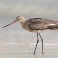 Black-tailed_Godwit-160813-103EOS1D-F1X23373-W.jpg