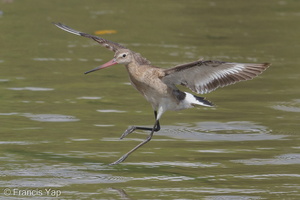 Black-tailed Godwit-170903-102ND500-FYP_2023-W.jpg