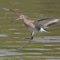 Black-tailed_Godwit-170903-102ND500-FYP_2023-W.jpg