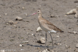 Black-tailed Godwit-170903-102ND500-FYP_2062-W.jpg