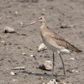 Black-tailed_Godwit-170903-102ND500-FYP_2062-W.jpg