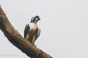 Black-thighed Falconet-210709-116MSDCF-FRY03320-W.jpg (4340 visits) Black-thighed Falconet at National Equestrian Centre Black-thighed Falconet-210709-116MSDCF-FRY03320-W.jpg