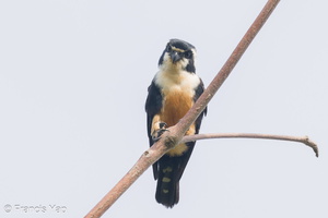 Black-thighed Falconet-230729-207MSDCF-FYP07379-W.jpg (2814 visits) Black-thighed Falconet at Pasir Ris Park Connector Black-thighed Falconet-230729-207MSDCF-FYP07379-W.jpg
