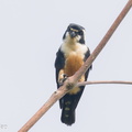 Black-thighed_Falconet-230729-207MSDCF-FYP07379-W.jpg