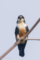 Black-thighed Falconet-230729-207MSDCF-FYP07467-W.jpg (2783 visits) Black-thighed Falconet at Pasir Ris Park Connector Black-thighed Falconet-230729-207MSDCF-FYP07467-W.jpg