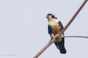 Black-thighed Falconet-230729-207MSDCF-FYP07642-W.jpg (2820 visits) Black-thighed Falconet at Pasir Ris Park Connector Black-thighed Falconet-230729-207MSDCF-FYP07642-W.jpg