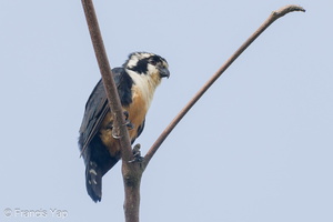 Black-thighed Falconet-230729-207MSDCF-FYP07813-W.jpg (2890 visits) Black-thighed Falconet at Pasir Ris Park Connector Black-thighed Falconet-230729-207MSDCF-FYP07813-W.jpg