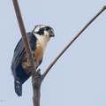 Black-thighed Falconet-230729-207MSDCF-FYP07813-W.jpg