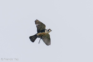 Black-thighed Falconet-250510-106FRYAP-FYA06378-W.jpg (1399 visits) Black-thighed Falconet at Punggol Black-thighed Falconet-250510-106FRYAP-FYA06378-W.jpg