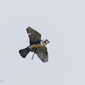 Black-thighed_Falconet-250510-106FRYAP-FYA06378-W.jpg