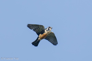 Black-thighed Falconet-250512-106FRYAP-FYA08857-W.jpg (1920 visits) Black-thighed Falconet at Punggol Black-thighed Falconet-250512-106FRYAP-FYA08857-W.jpg