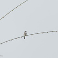 Black-winged_Flycatcher-shrike-130823-109EOS1D-FY1X8753-W.jpg