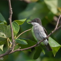 Black-winged Flycatcher-shrike-190714-118ND500-FYP_6105-W.jpg