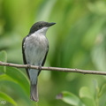 Black-winged_Flycatcher-shrike-220416-145MSDCF-FRY08520-W.jpg