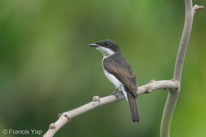 Black-winged Flycatcher-shrike-220427-146MSDCF-FRY07619-W.jpg (3754 visits) Black-winged Flycatcher-shrike at Chek Jawa, Pulau Ubin Black-winged Flycatcher-shrike-220427-146MSDCF-FRY07619-W.jpg