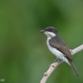 Black-winged_Flycatcher-shrike-220502-147MSDCF-FRY00869-W.jpg