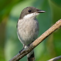Black-winged_Flycatcher-shrike-240322-220MSDCF-FYP01800-W.jpg