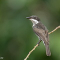Black-winged_Flycatcher-shrike-240428-226MSDCF-FYP02600-W.jpg