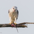 Black-winged_Kite-110303-100EOS1D-FYAP6657-W.jpg