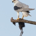 Black-winged_Kite-110714-104EOS1D-FYAP0280-W.jpg