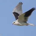 Black-winged_Kite-210829-118MSDCF-FRY08198-W.jpg