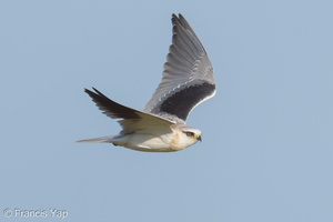 Black-winged Kite-260214-154FRYAP-FYA01661-W.jpg