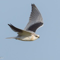 Black-winged Kite-260214-154FRYAP-FYA01661-W.jpg