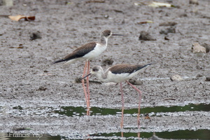 Black-winged Stilt-111103-109EOS7D-IMG_0713-W.jpg