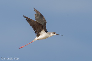 Black-winged Stilt-121206-104EOS1D-FY1X3680-W.jpg