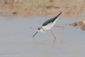 Black-winged Stilt-121209-104EOS1D-FY1X5103-W.jpg