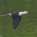 Black-winged_Stilt-200216-112MSDCF-FYP01840-W.jpg