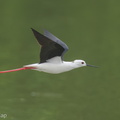 Black-winged Stilt-200216-112MSDCF-FYP01847-W.jpg