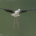 Black-winged_Stilt-200216-112MSDCF-FYP02130-W.jpg